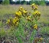 comp st johnswort