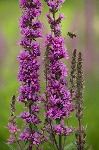 Purple loosestrife comp