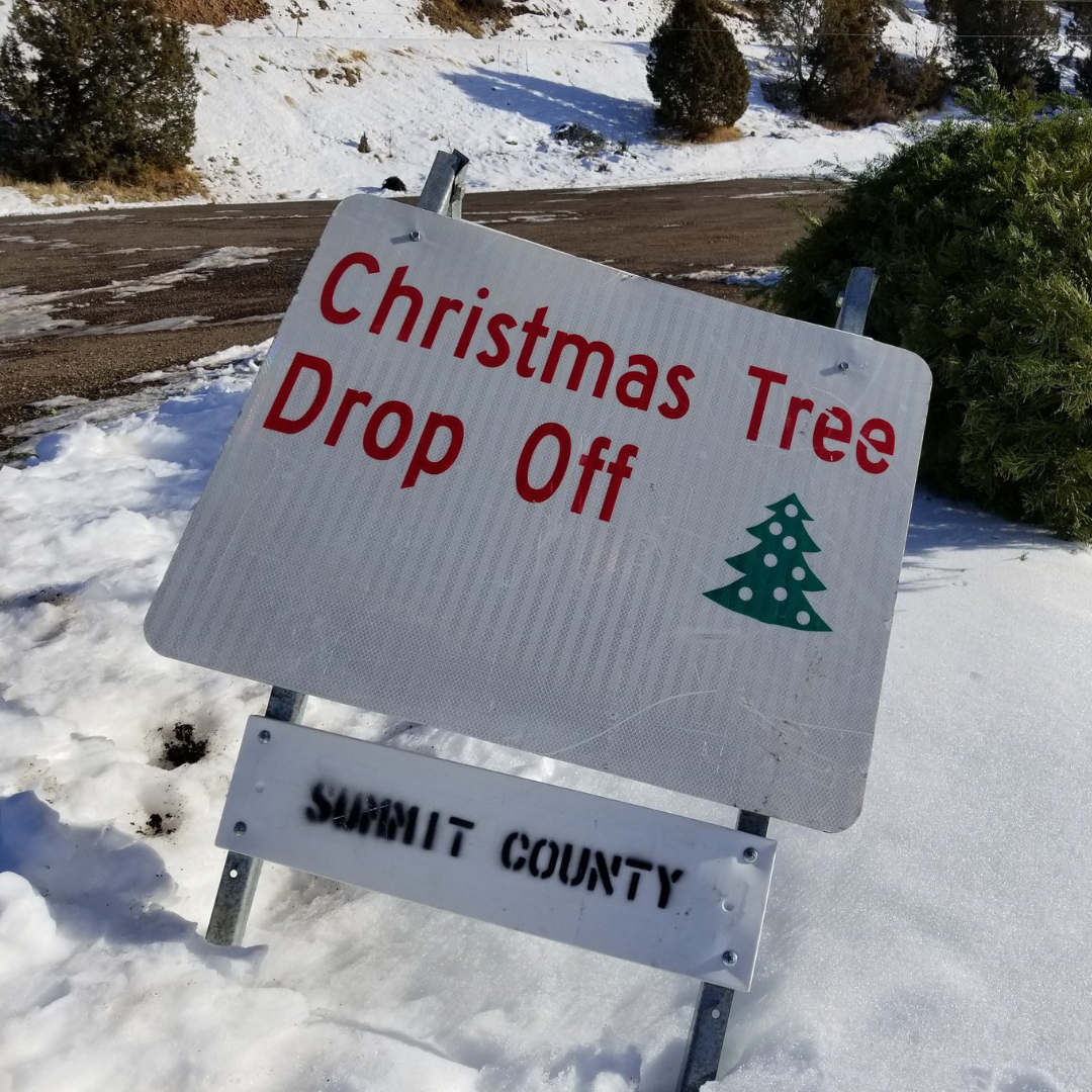 xmas tree social media 2024